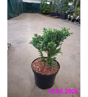 Chamaecyparis obt. 'Draht' C 2,5 L
